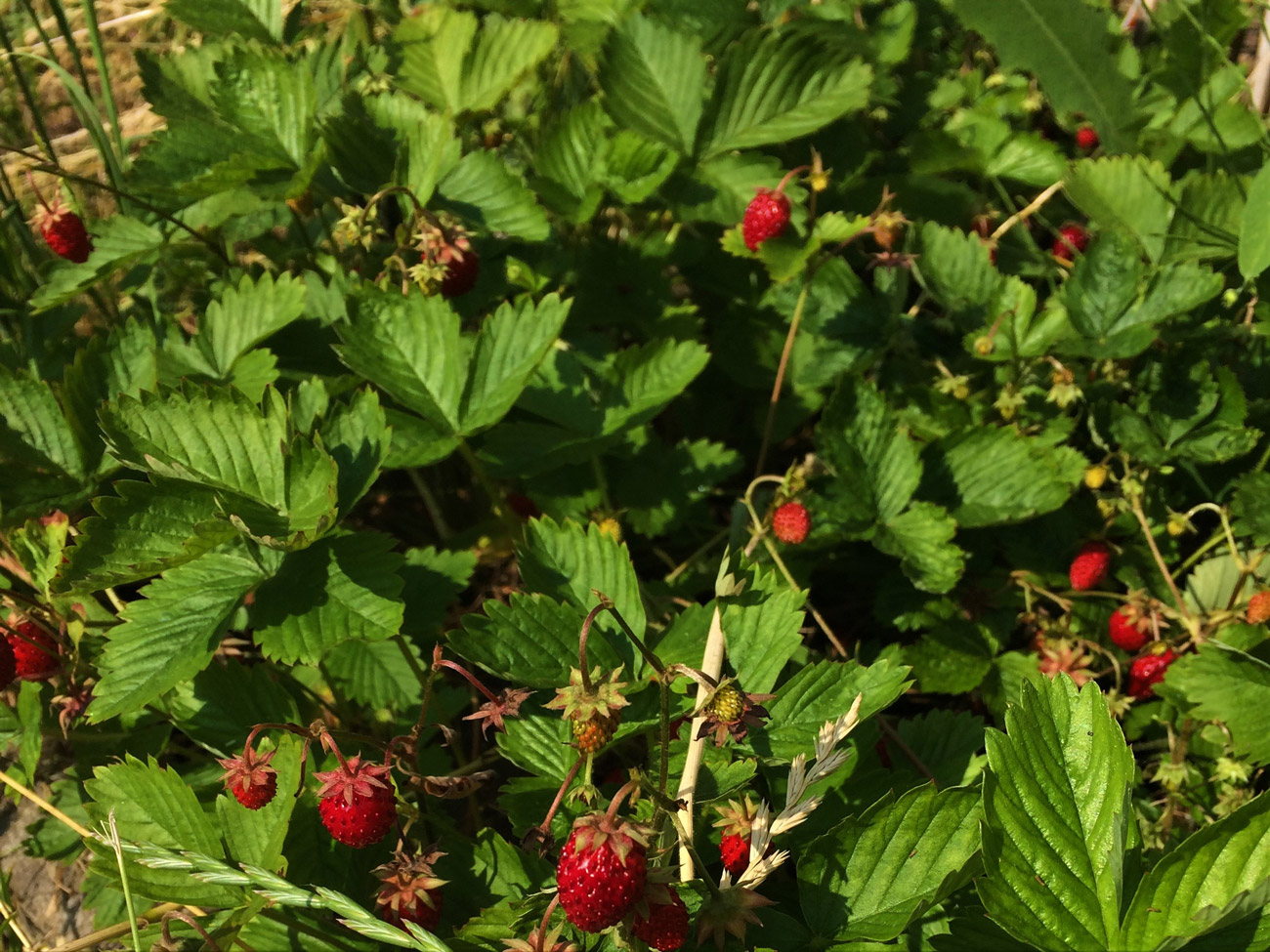Walderdbeeren_Beet