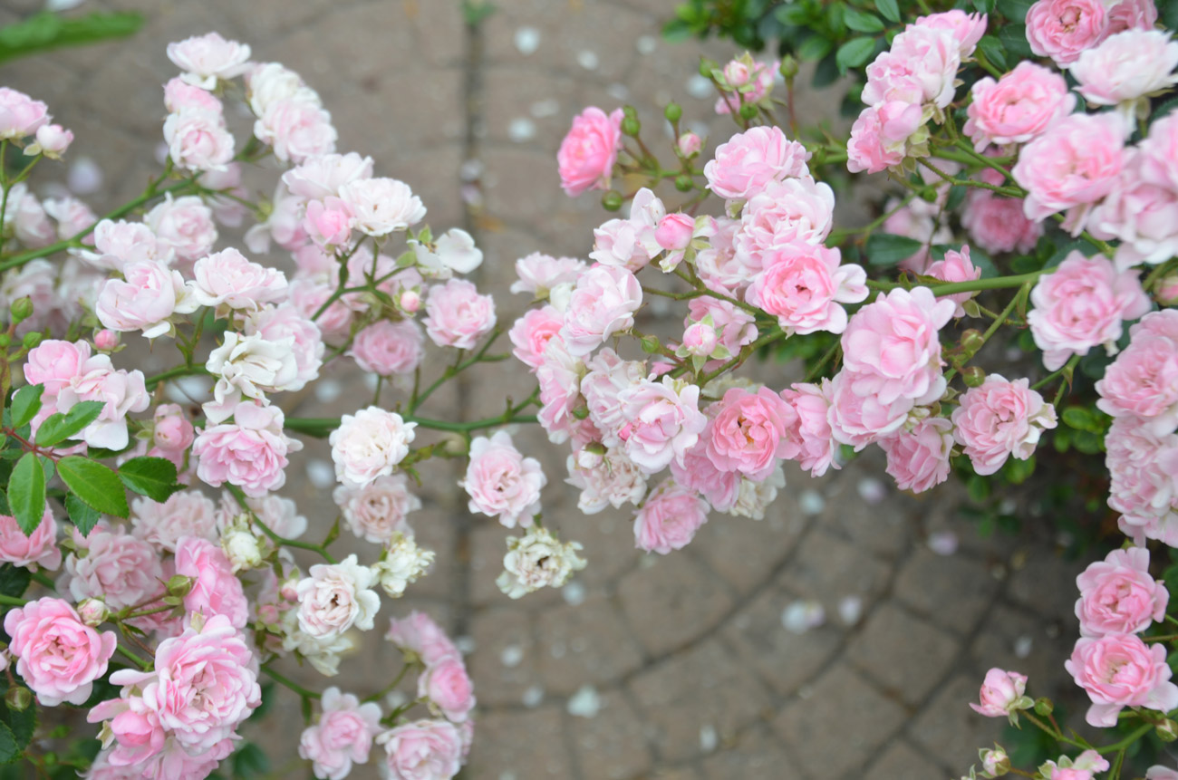 rosa-Blütenmeer